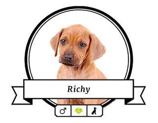Rhodesian Ridgeback Richy Rhodesian Ridgeback Richy